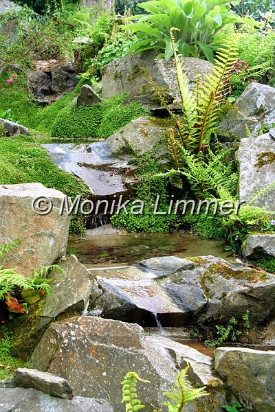 7274__bachlauf farn.jpg